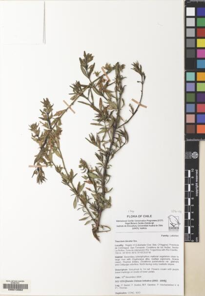Teucrium bicolor [Espécimen: ]