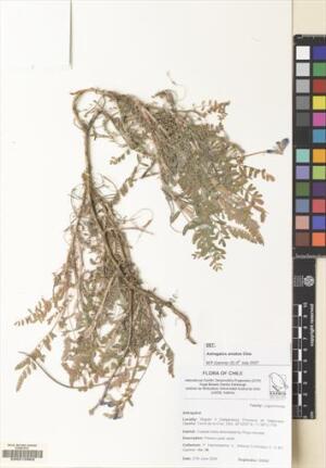 Astragalus amatus [Espécimen: ]