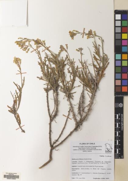 Mathewsia foliosa [Espécimen: ]