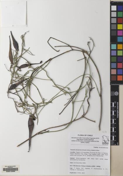 Tweedia birostrata [Espécimen: ]
