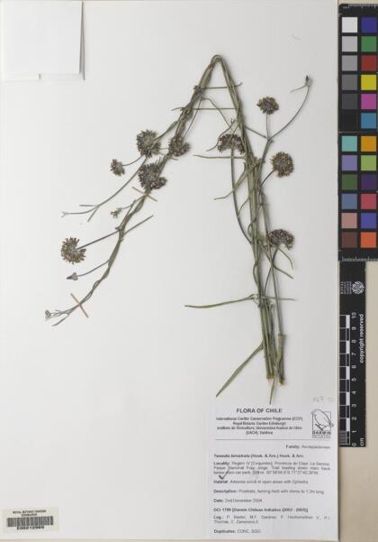 Tweedia birostrata [Espécimen: ]