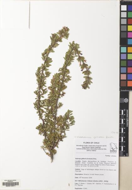 Micromeria gilliesii [Espécimen: ]