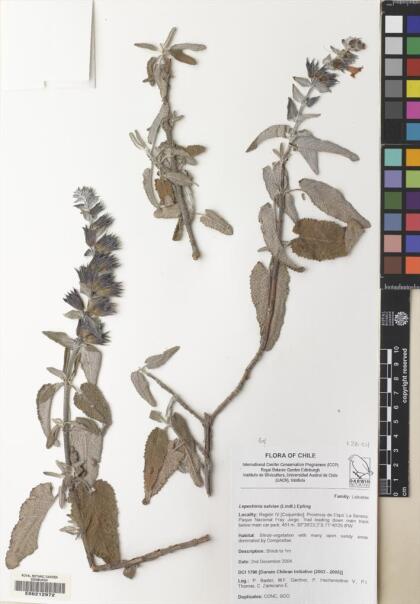 Lepechinia salviae [Espécimen: ]