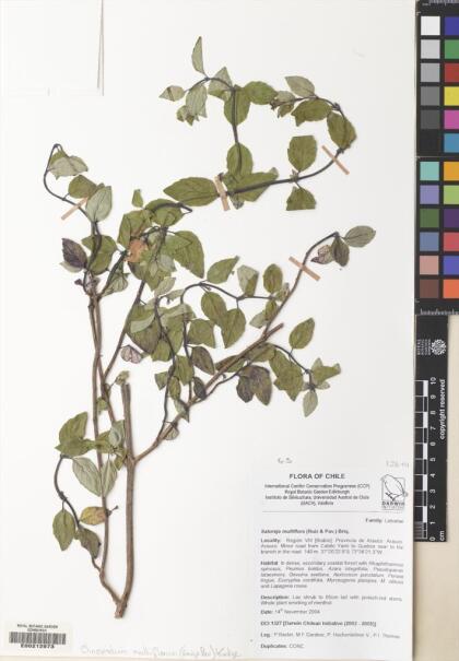 Gardoquia multiflora [Espécimen: ]