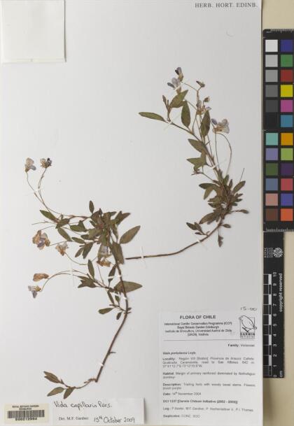 Viola capillaris [Espécimen: ]