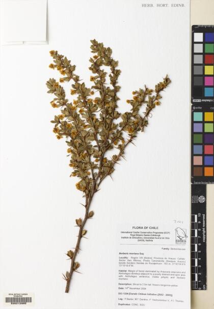 Berberis montana [Espécimen: ]