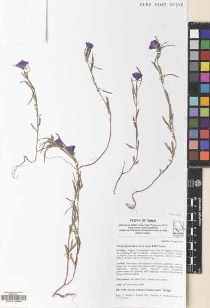 Clarkia tenella [Espécimen: ]