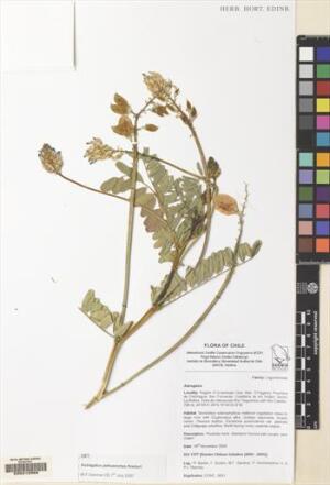 Astragalus pehuenches [Espécimen: ]