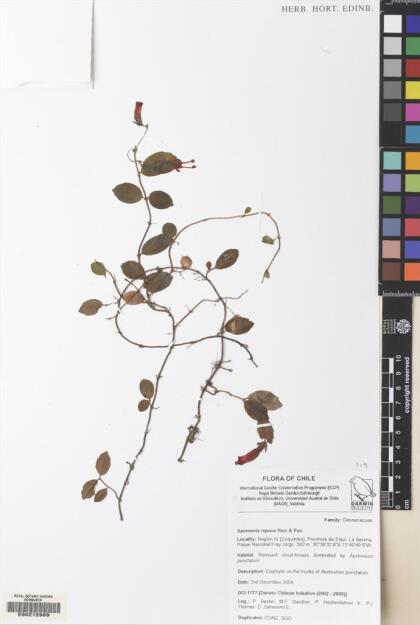 Sarmienta scandens [Espécimen: ]