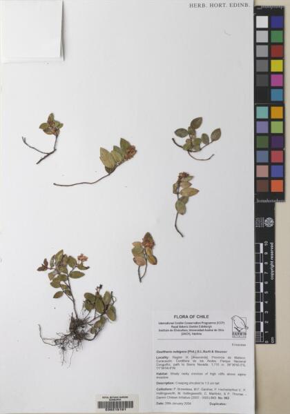 Gaultheria nubigena [Espécimen: ]
