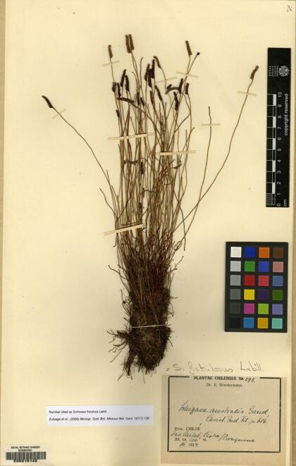 Microschizaea fistulosa [Espécimen: ]