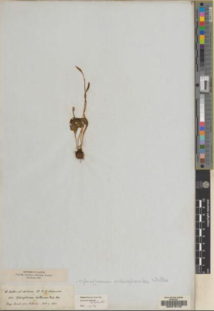 Haukia crotalophoroides [Espécimen: ]