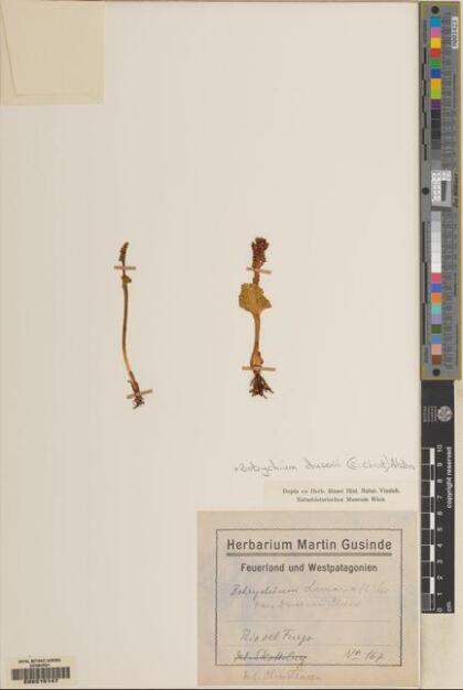 Botrychium dusenii [Espécimen: ]
