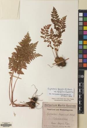 Cystopteris apiiformis [Espécimen: ]