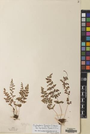 Cystopteris apiiformis [Espécimen: ]