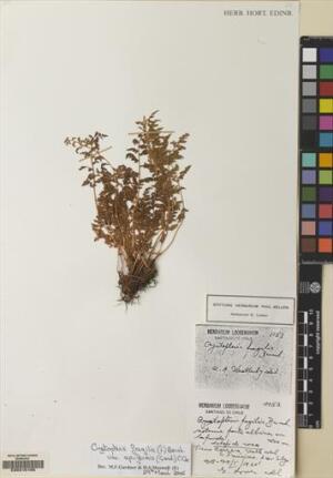 Cystopteris apiiformis [Espécimen: ]