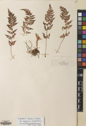 Cystopteris apiiformis [Espécimen: ]