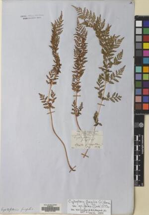 Cystopteris apiiformis [Espécimen: ]