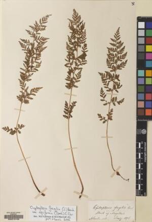Cystopteris apiiformis [Espécimen: ]
