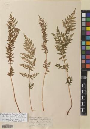 Cystopteris apiiformis [Espécimen: ]