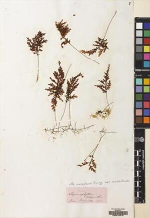 Hymenophyllum cuneatum [Espécimen: ]