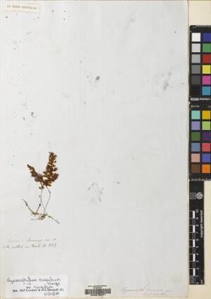 Hymenophyllum cuneatum [Espécimen: ]