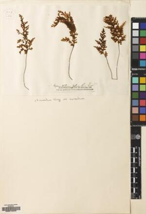 Hymenophyllum cuneatum [Espécimen: ]