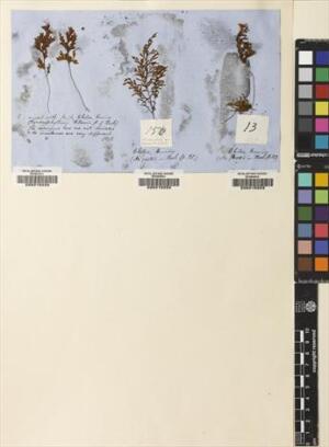 Hymenophyllum cuneatum [Espécimen: ]