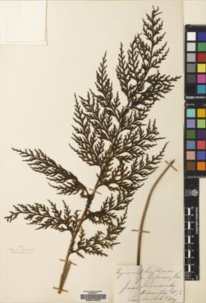 Hymenophyllum fuciforme [Espécimen: ]
