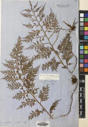 Hymenophyllum fuciforme [Espécimen: ]