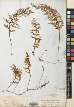 Hymenophyllum fuciforme [Espécimen: ]