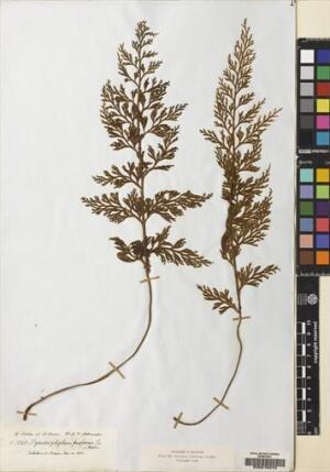 Hymenophyllum fuciforme [Espécimen: ]