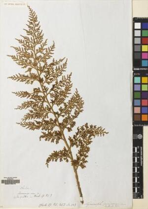 Hymenophyllum fuciforme [Espécimen: ]