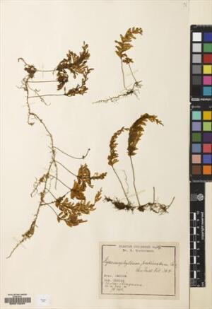 Hymenophyllum pectinatum [Espécimen: ]