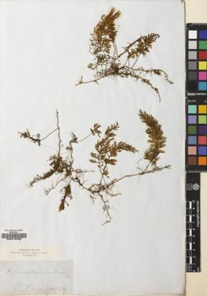 Hymenophyllum pectinatum [Espécimen: ]