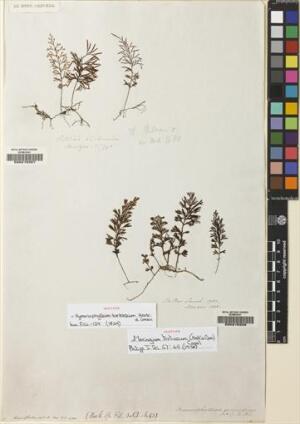 Hymenophyllum secundum [Espécimen: ]