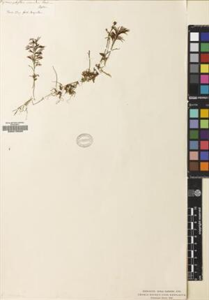 Hymenophyllum secundum [Espécimen: ]