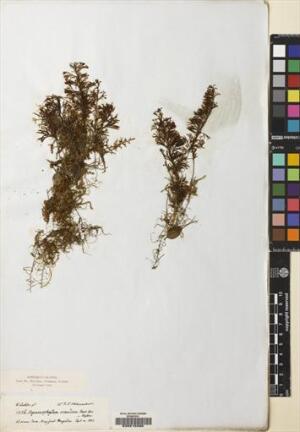 Hymenophyllum secundum [Espécimen: ]