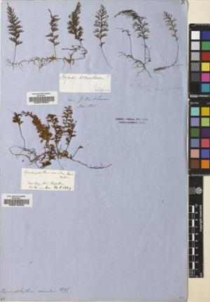 Hymenophyllum secundum [Espécimen: ]