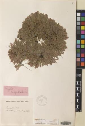 Azolla filiculoides [Espécimen: ]