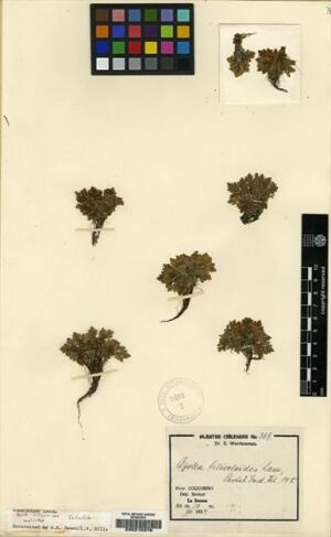 Azolla filiculoides [Espécimen: ]