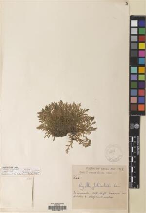 Azolla filiculoides [Espécimen: ]
