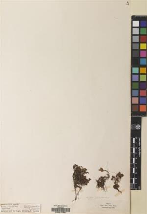 Azolla filiculoides [Espécimen: ]