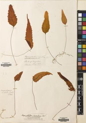 Hymenoglossum cruentum [Espécimen: ]
