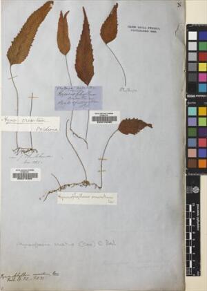 Hymenoglossum cruentum [Espécimen: ]