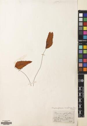Hymenoglossum cruentum [Espécimen: ]