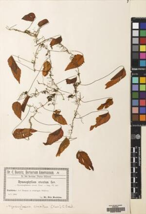 Hymenoglossum cruentum [Espécimen: ]