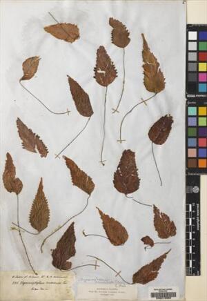 Hymenoglossum cruentum [Espécimen: ]
