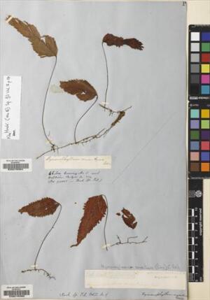 Hymenoglossum cruentum [Espécimen: ]