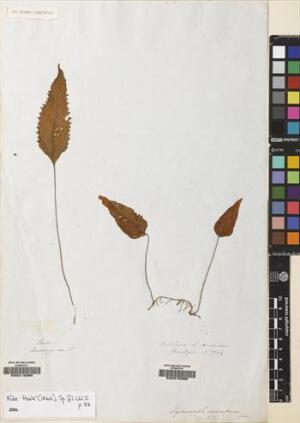 Hymenoglossum cruentum [Espécimen: ]